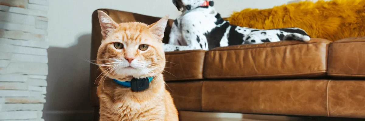 Smart pet care technology for dogs and cats in 2026 – PetFreinds