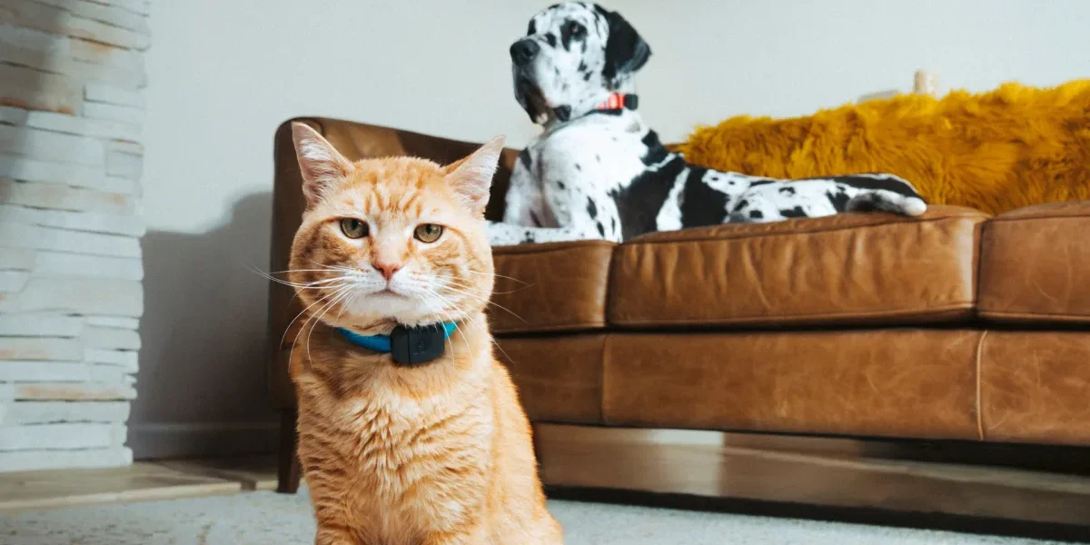 Smart pet care technology for dogs and cats in 2026 – PetFreinds