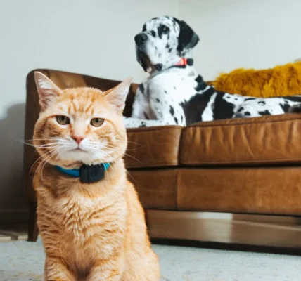 Smart pet care technology for dogs and cats in 2026 – PetFreinds