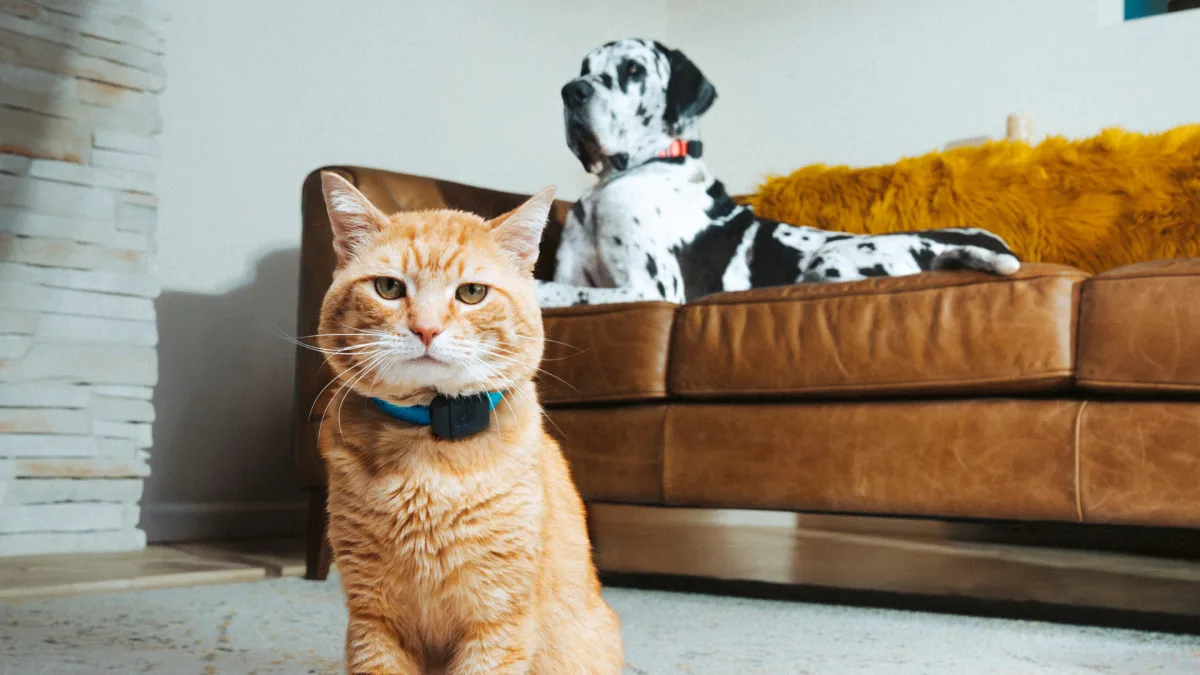 Smart pet care technology for dogs and cats in 2026 – PetFreinds